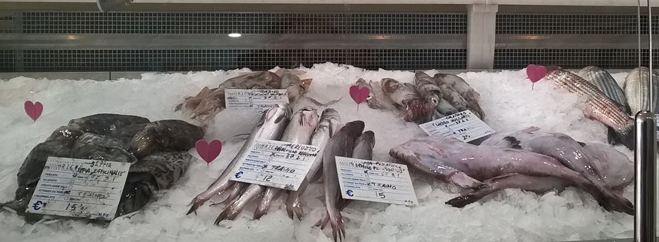 16729153_1756631627988456_104959158390547947_n